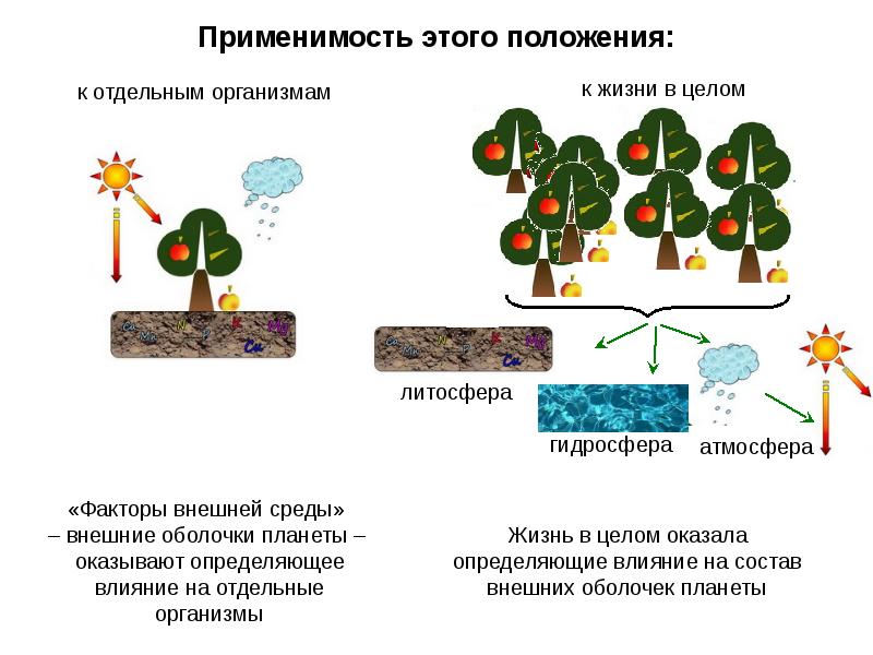 Отдельный организм. Жизненные формы организмов в литосфере. Положение в жизни.