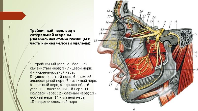 Ложе околоушной слюнной железы и окологлоточное пространство на горизонтальном распиле схема