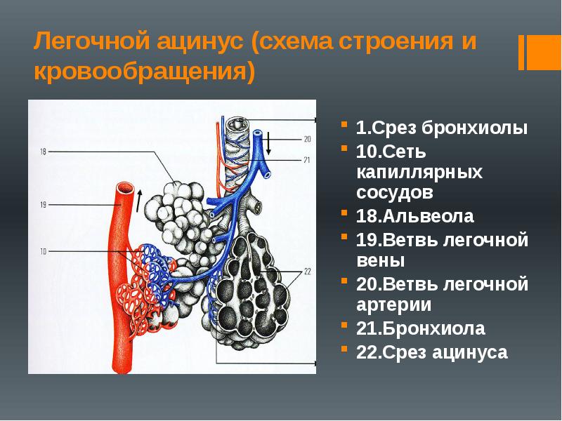 Капилляры и альвеолы легких функции. Ацинус легкого анатомия. Бронхиолы и альвеолы. Строение бронхиол и альвеол. Схема строения ацинуса.