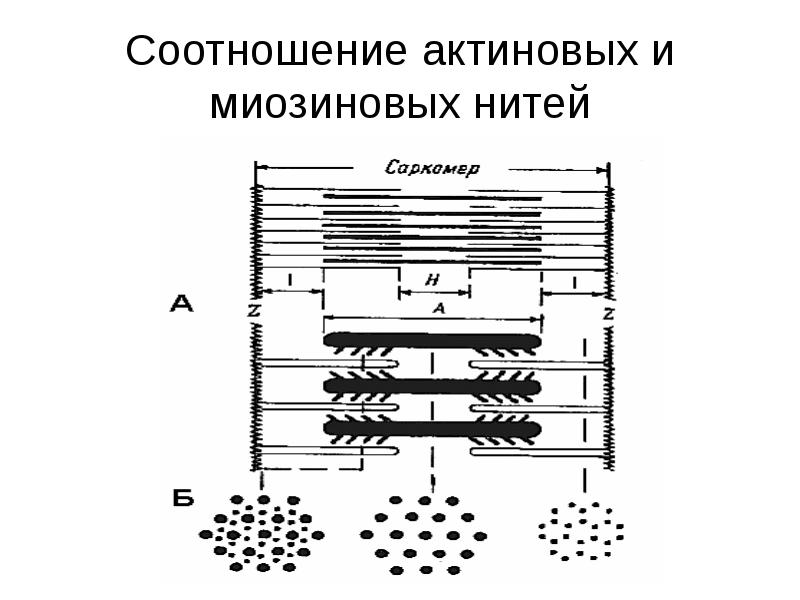 Эквивалентная схема живой ткани