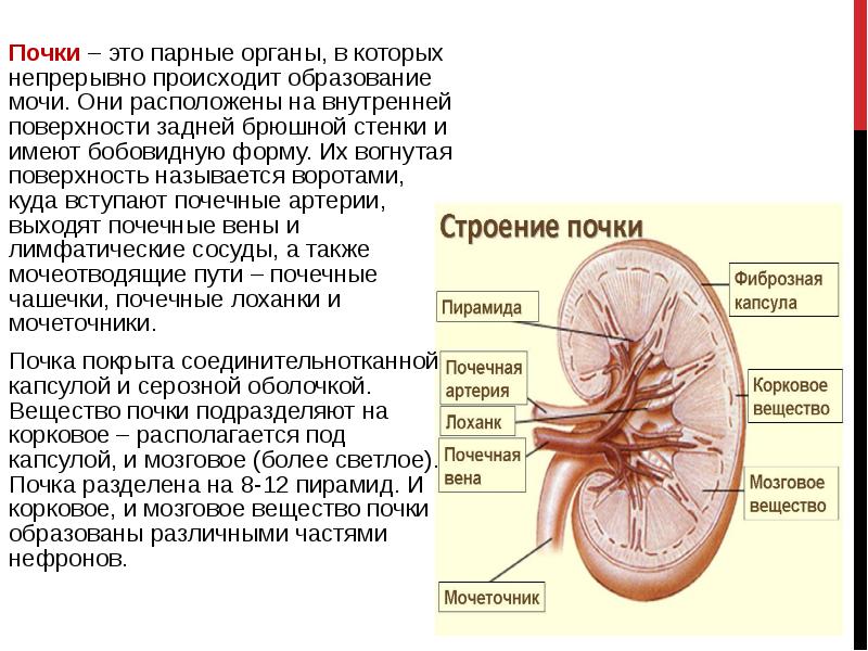 Изучение почек. Функции почек анатомия. Строение почки человека кратко. Почка человека анатомия строение и функции. Функции частей почки.