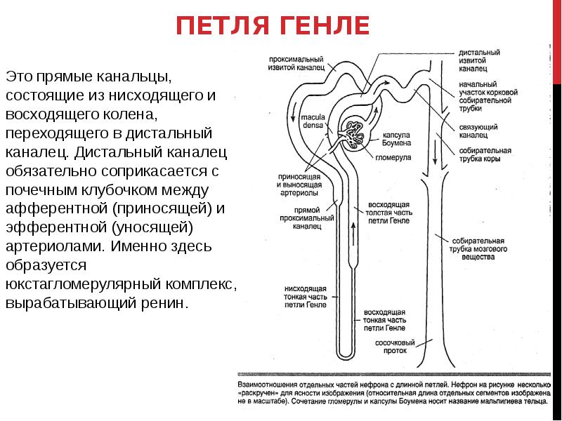 Петля генле функции. Строение нефрона почки. Строение почки петля генле. Отделы нефрона петля генле. Петля генле нефрона почки.