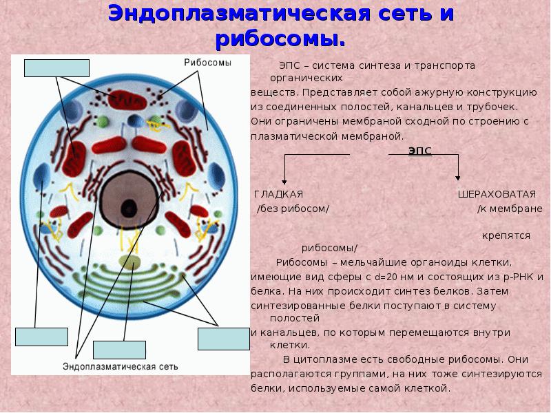 Рибосома в клетке рисунок