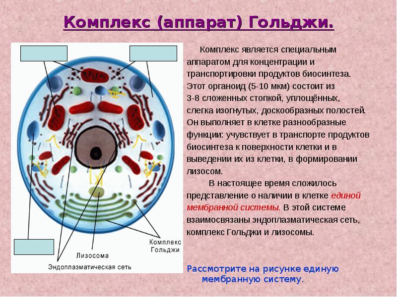 Какой цифрой на рисунке клетки обозначен органоид выполняющий функцию синтеза органических веществ