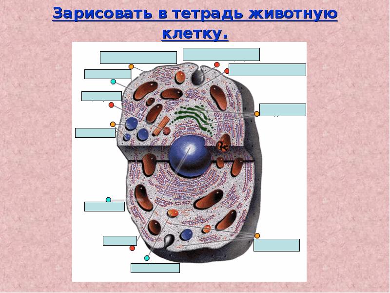 Работа по теме строение клетки. Зарисовать животную клетку. Повторить строение клетки. Клетка повторение. Строение клетки 9 класс.