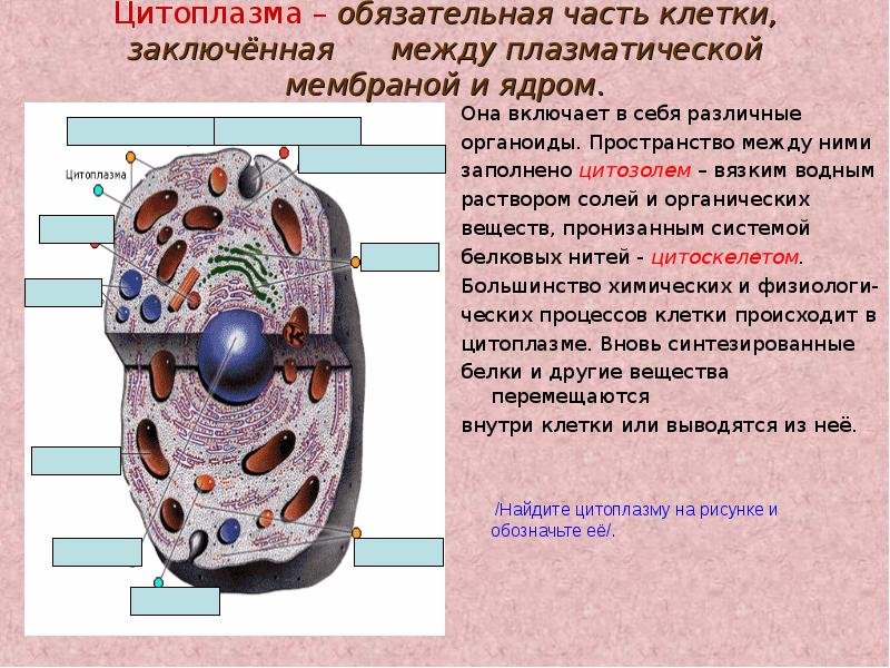 Строение клетки презентация 10 класс профильный уровень