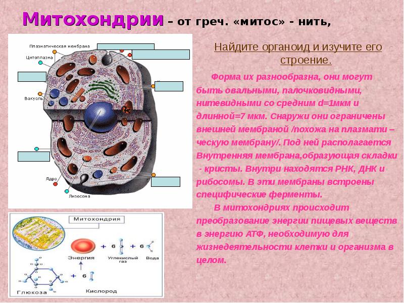 Изображение органоидов клетки