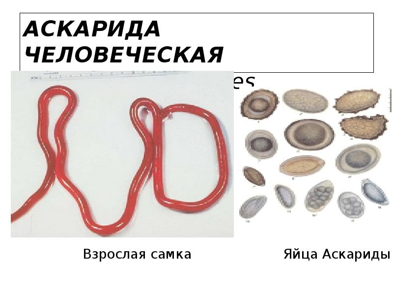 Аскариды откладывают яйца. Яйца аскариды под микроскопом. Яйца аскариды человеческой.