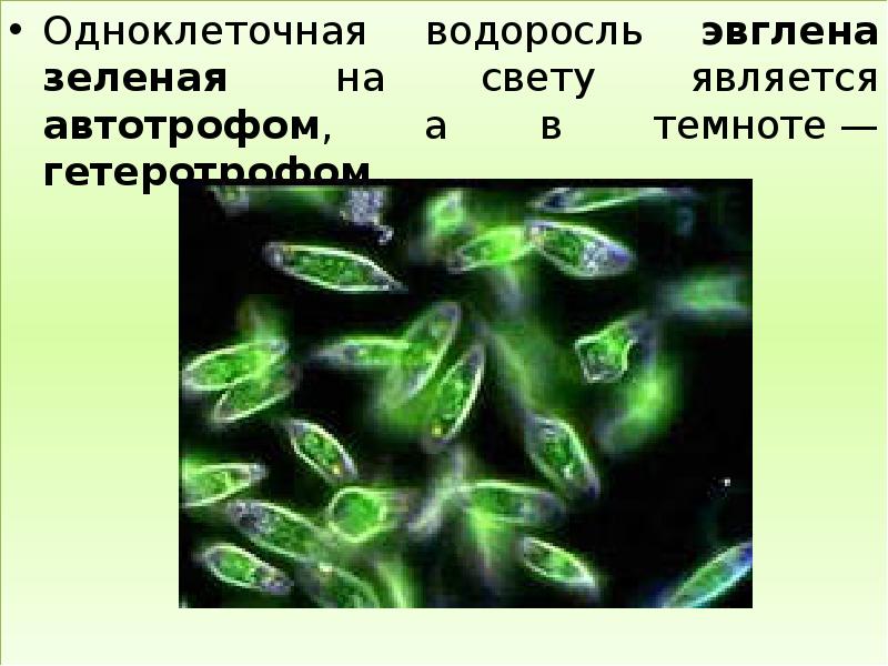 Почему водоросли одноклеточные. Эвглена зеленая водоросль. Одноклеточные водоросли эвглена зеленая. Гетеротрофное питание эвглены зеленой. Хлорелла автотроф.