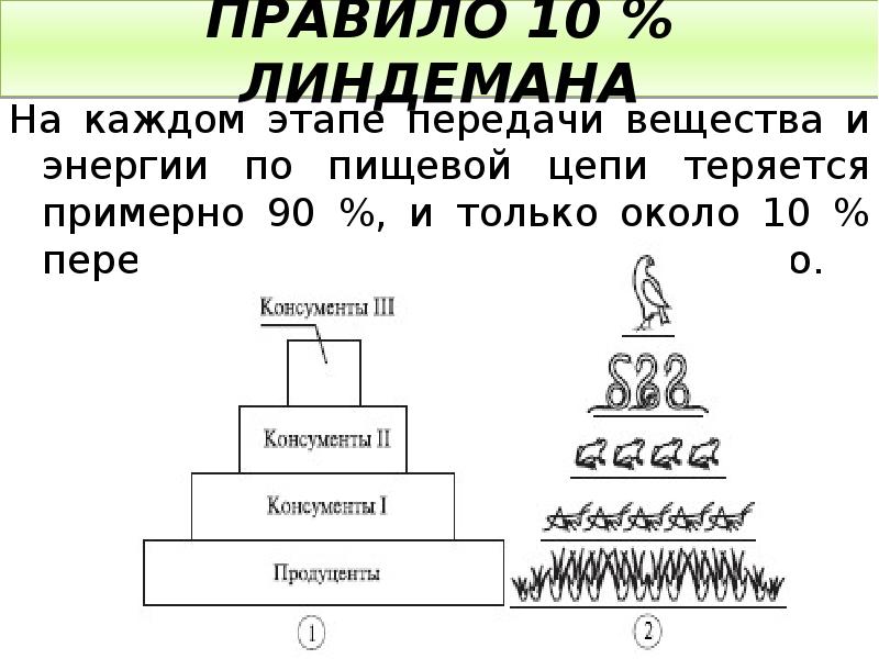 Нарисуйте схему передачи энергии в пищевых цепях