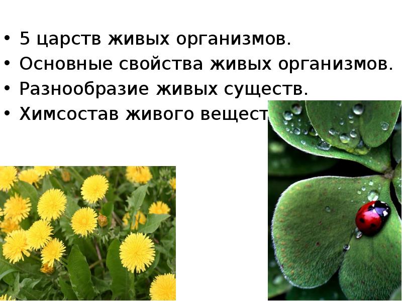 Разнообразие живых организмов. Свойства живого в экологии. 4 Царства живых организмов. Стихи о живых организмах.