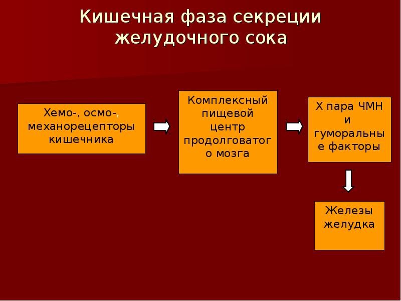 Фазы желудочной секреции презентация