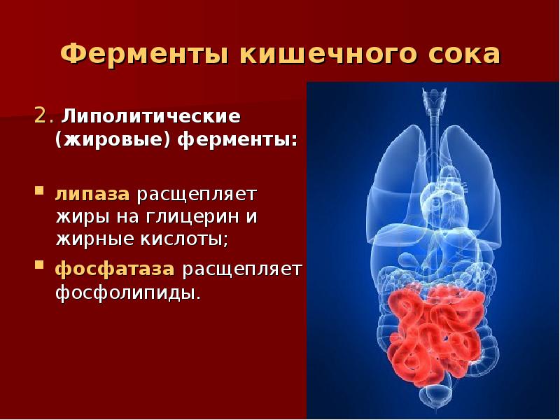 Кишечный сок содержим ферменты расщепляющие. Липолитические ферменты. Ферменты кишечного сока физиология. Ферменты желудочного сока. Кишечный сок.