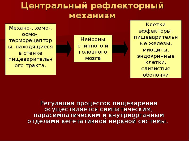 Механизм рефлекса. Центральные рефлекторные механизмы. Центральные рефлексы. Симпатическая и парасимпатическая нервная система. Классические исследования процессов пищеварения были осуществлены.