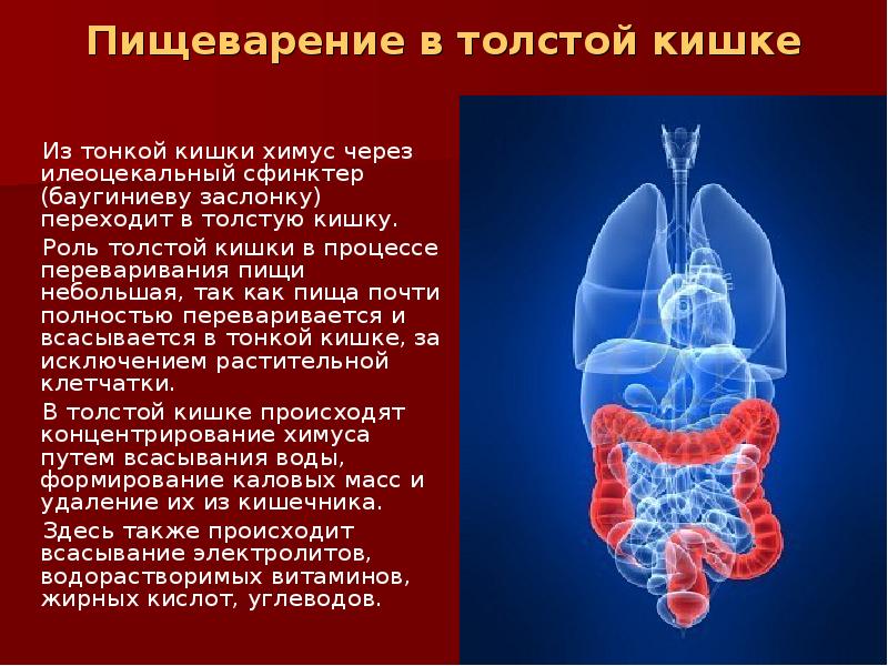 Пищеварение в кишечнике презентация