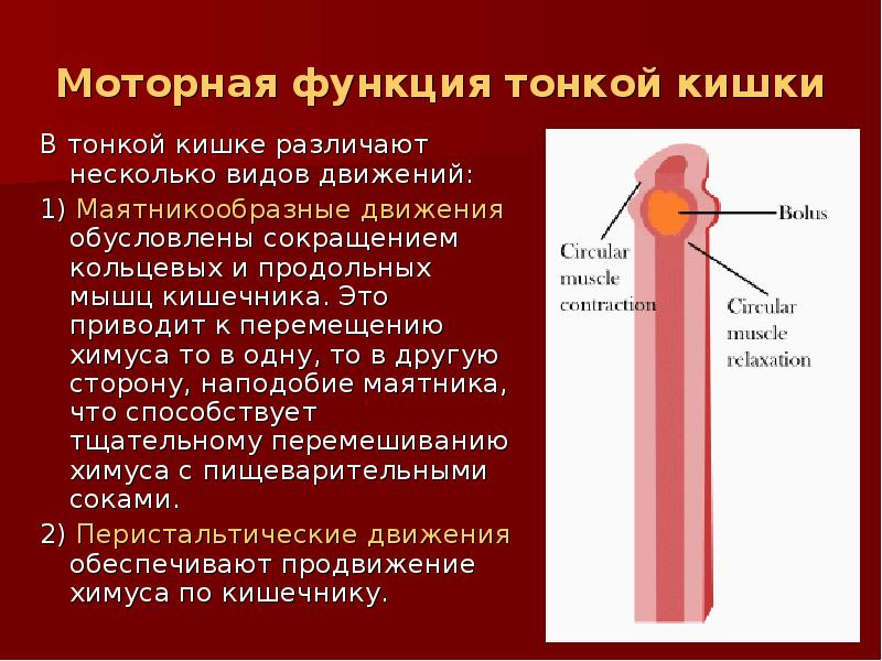 Мышцы кишечника. Моторная деятельность тонкой кишки. Моторная деятельность тонкого кишечника. Регуляция моторной деятельности тонкой кишки. Движения тонкой кишки.