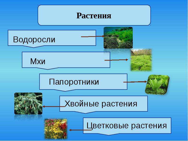 Презентация разнообразие растений 3 класс окружающий мир школа россии