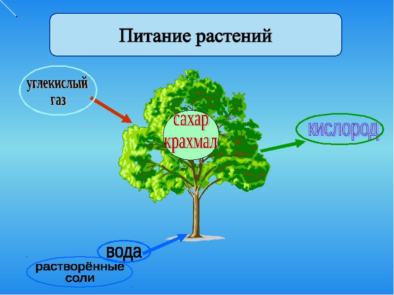 Презентация для 3 класса по окружающему миру