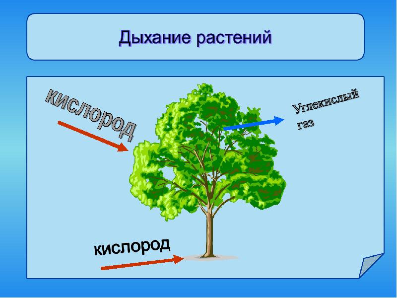 Схема питания растений 3 класс окружающий мир