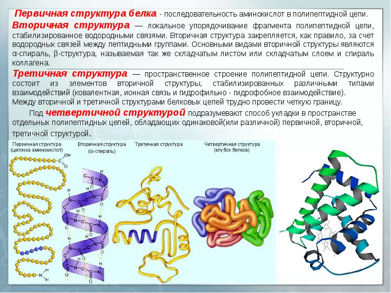 Как изменится последовательность полипептида. Структуры белка первичная вторичная третичная четвертичная. Первичная вторичная третичная структура белка. Связи в первичной вторичной и третичной структуре белка. Белки полипептиды пептиды аминокислоты.