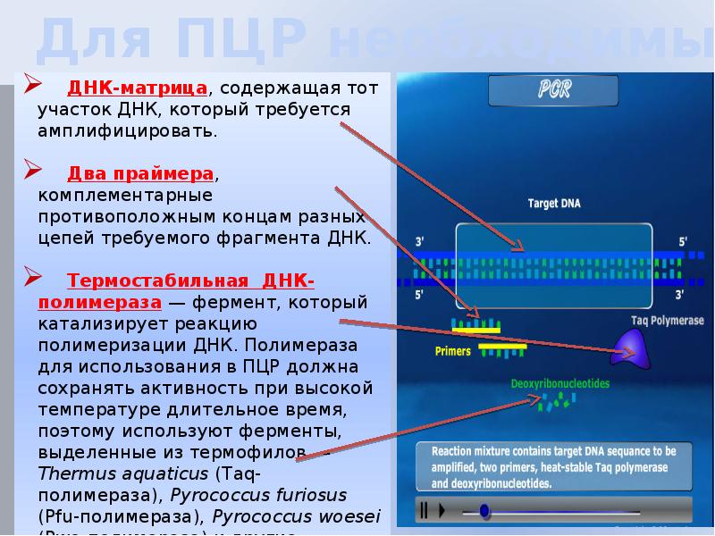 Матрица днк. Матрица ПЦР. ДНК полимеразы ПЦР. Полимеразная цепная реакция презентация.