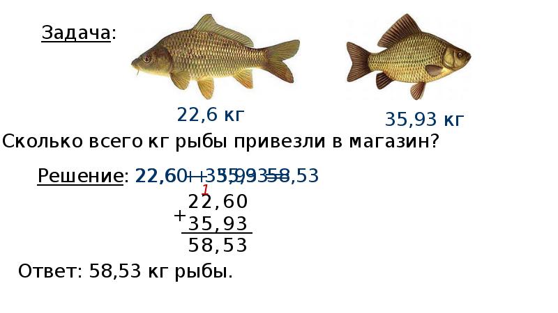 Количество рыба. Решить задачу сколько рыбок. Сколько всего рыб. 9кг рыба размер. Сколько будет 10 рыб и килограмм.