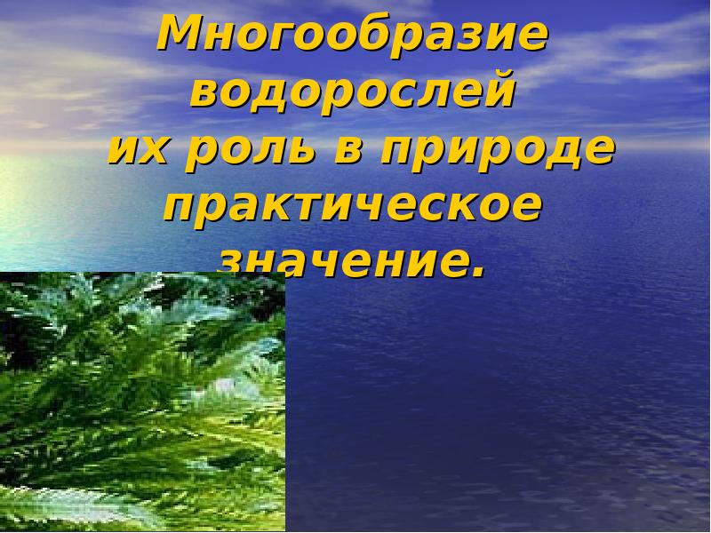 Проект по биологии 6 класс на тему водоросли их разнообразие и значение в природе