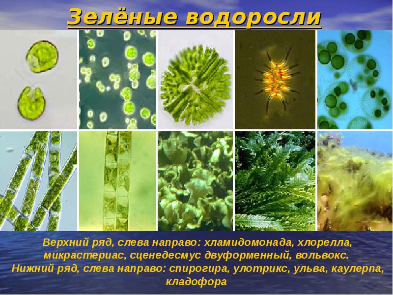 Водоросли их многообразие в природе презентация 6 класс пономарева