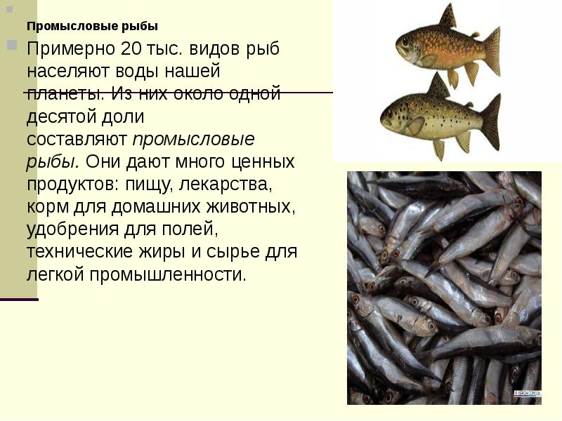 Презентация виды рыб