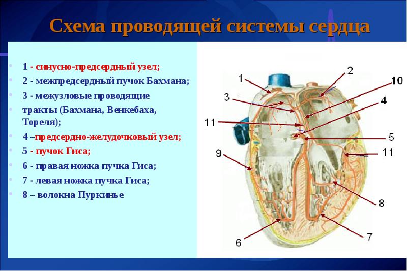 Физиология сердца презентация