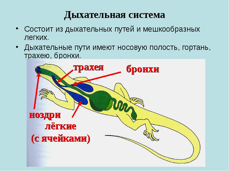 Дыхательная система
Состоит из дыхательных путей и мешкообразных легких.
Дыхательные пути Дыхательная система
Состоит из дыхательных путей и мешкообразных легких.
Дыхательные пути