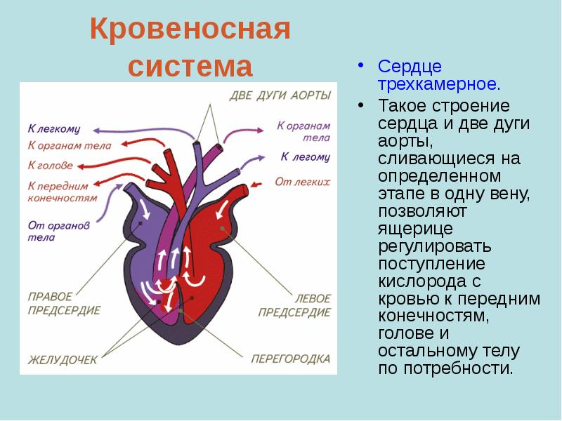 Кровеносная система
Сердце трехкамерное.
Такое строение сердца и две дуги аорты, Кровеносная система
Сердце трехкамерное.
Такое строение сердца и две дуги аорты,