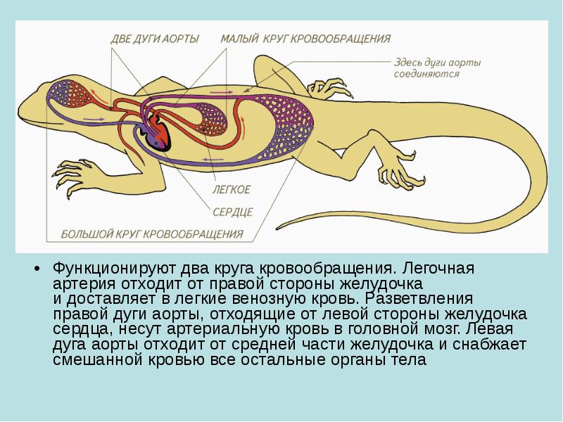 Функционируют два круга кровообращения. Легочная артерия отходит от правой стороны желудочка Функционируют два круга кровообращения. Легочная артерия отходит от правой стороны желудочка