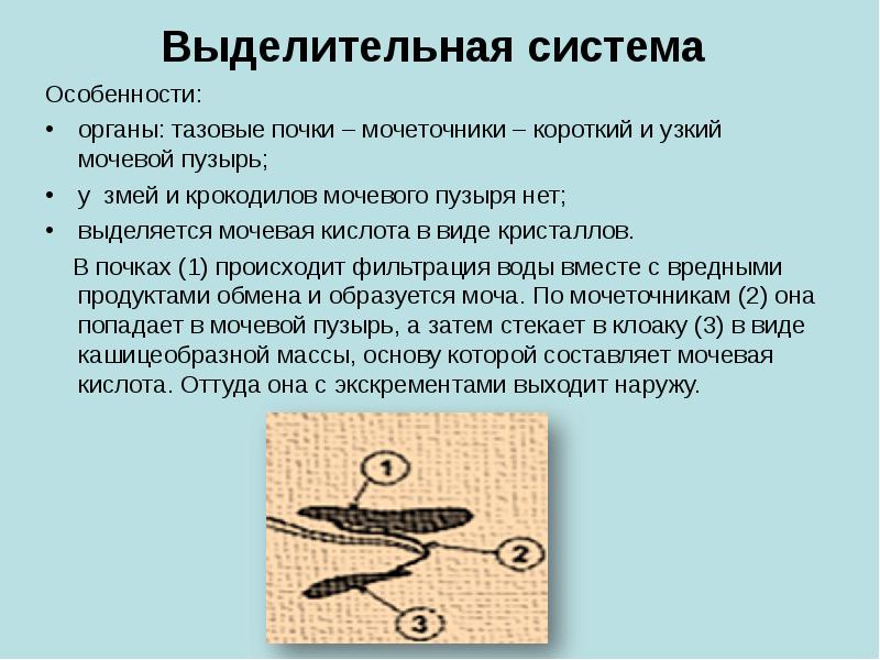 Органы выделения рептилий. Выделительная система змеи. Органы выделения у змей. Система выделительная система у змеи. Выделительная система рептилий.