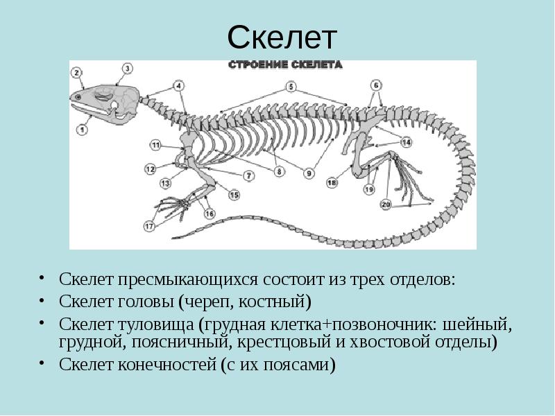 Пресмыкающиеся презентация егэ