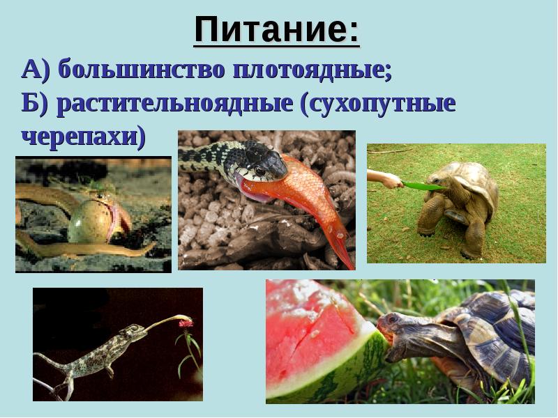 Питание: Питание: