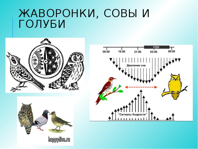 Презентация хронотипы человека