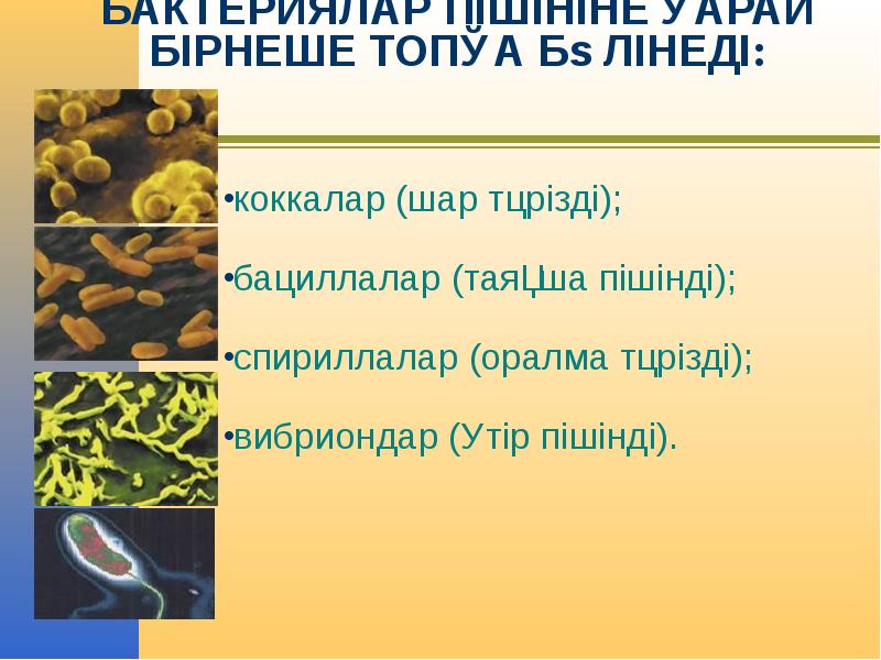 Бактериялардың пішіндері презентация