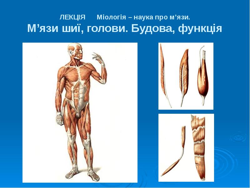 Реферат: М язова система