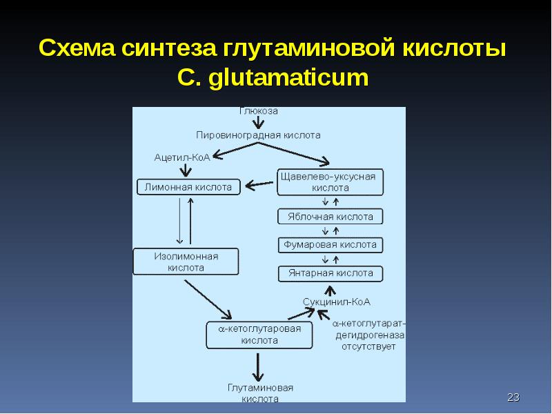 Промышленная микробиология презентация