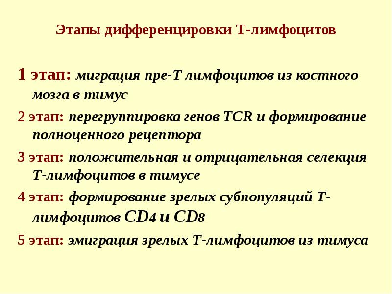 Этапы дифференцировки т лимфоцитов в тимусе. Этапы дифференцировки т лимфоцитов в тимусе