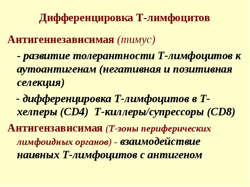 Антигеннезависимая дифференцировка. Антигеннезависимая дифференцировка
