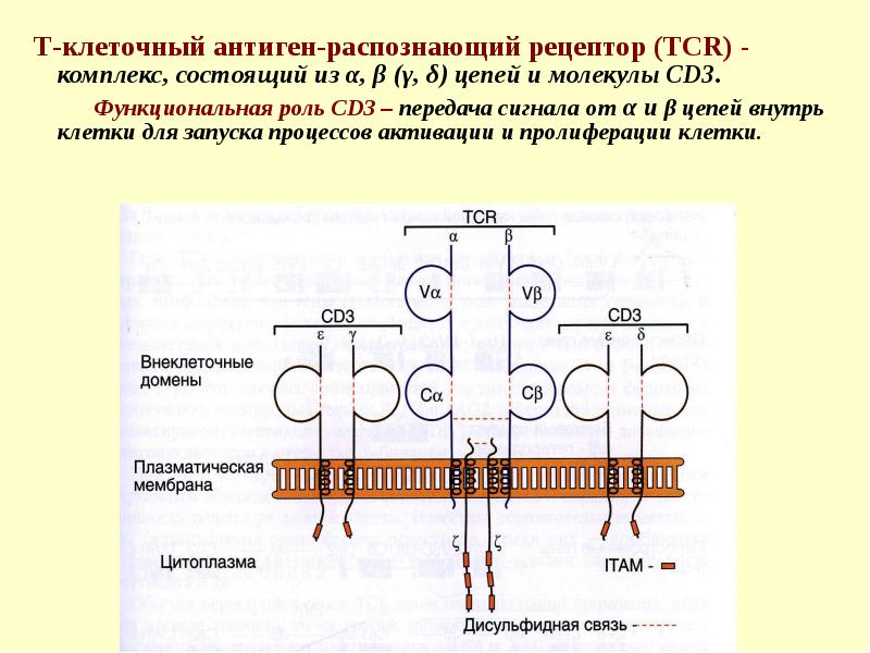 Состоящий из трех 24. Структура т клеточного рецептора. Строение t клеточного рецептора. Т клеточный Рецептор строение иммунология. Т клеточный Рецептор схема.