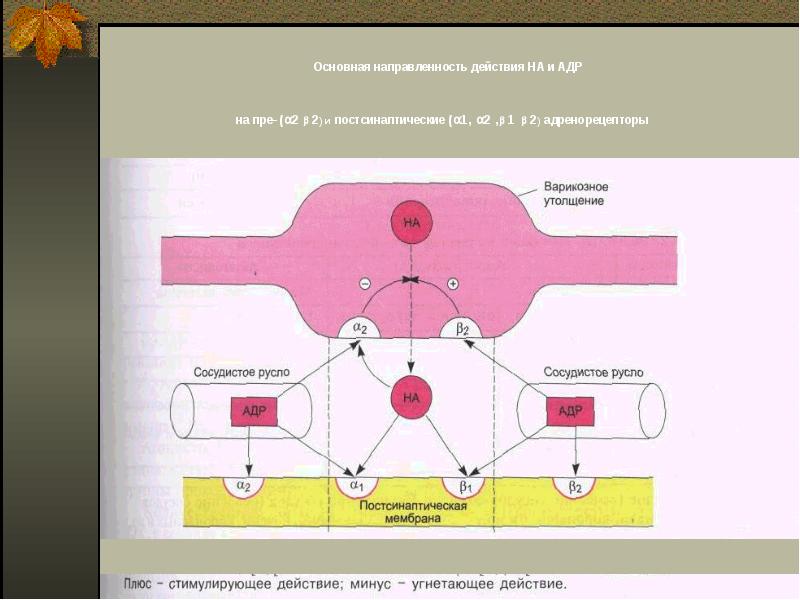 Схема адренергического синапса