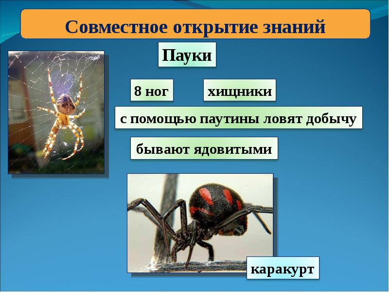 Картинки паукообразные 3 класс