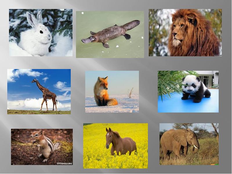 Проект на тему мир животных. Окружающий мир животные. Многообразие зверей. Разнообразный животный мир. Многообразие позвоночных животных.
