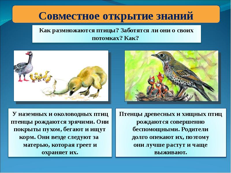 Как размножаются птицы