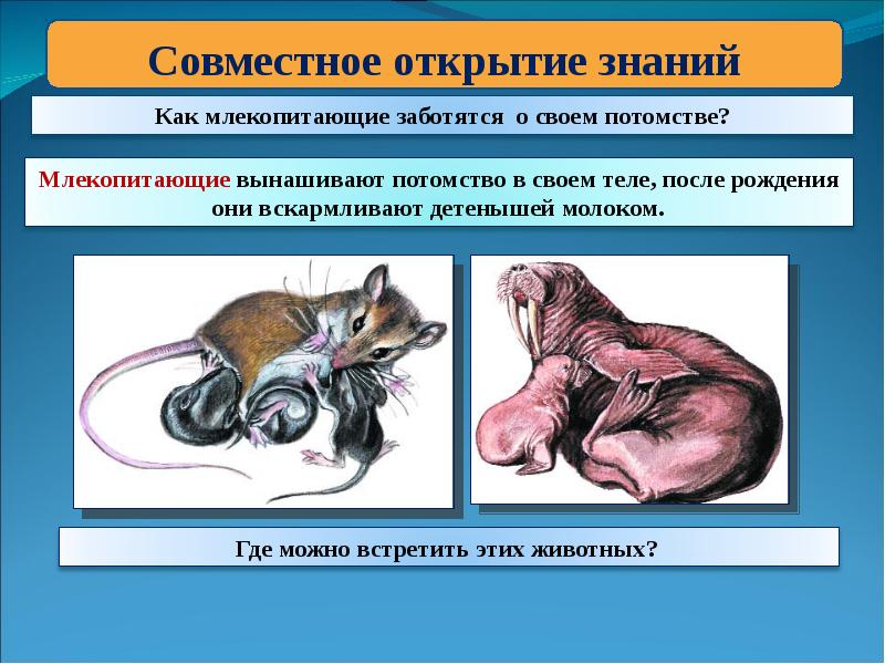 Пример млекопитающих 3 класс. Доклад о млекопитающих. Проект про млекопитающих. Окружающий мир млекопитающие. Млекопитающие это 3 класс.