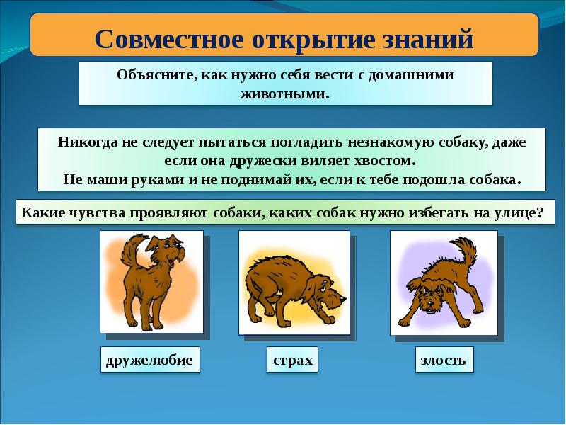 Разнообразие животных 3 класс окружающий мир технологическая карта