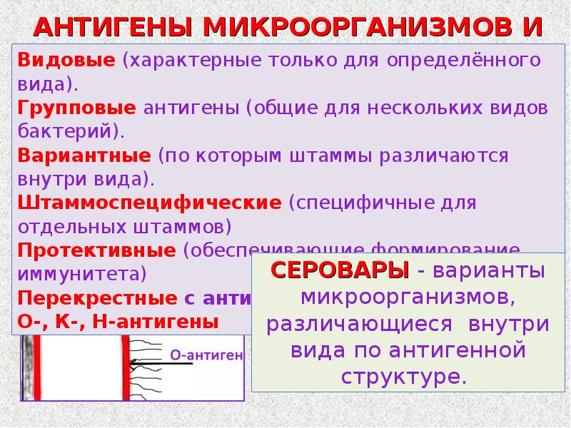 Антигены микробиология презентация